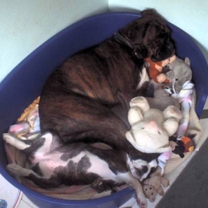 Belle finding room in mummys bed