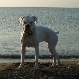 Avra
