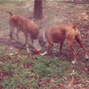 Sharing the water