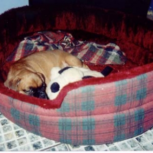 Let Sleeping Dogs SLEEP