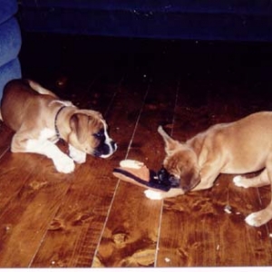 Thats My Slipper !!!