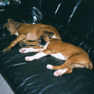 Max & Lexi - Partners in Crime