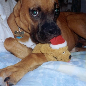 Macho with Mommy's Toy