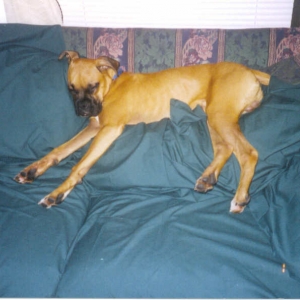 Macho the Couch Potato