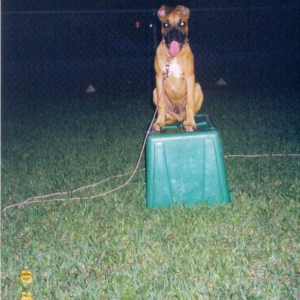 Macho-King of Recycle