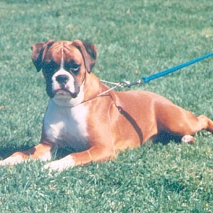 Chloe lying down