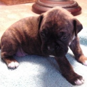 Dakota Skye 2 1/2 weeks old