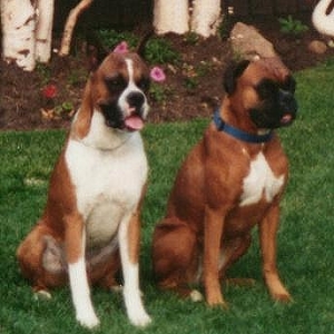 Monty And Scarlet