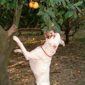 Picking Oranges