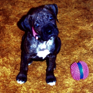 Willow 9 weeks