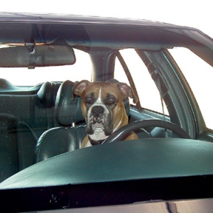 Buster in the driver's seat!!!