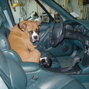 Buster in the car