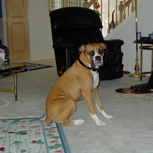 Buster Sitting in the Family Room