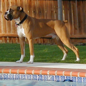 Buster guards the pool