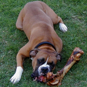 Buster and the Dino-bone!!