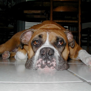 Dog Day Afternoon...