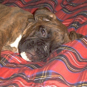 Pharoah snoozing