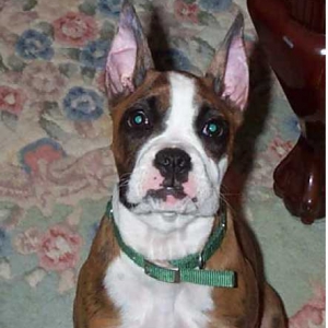 Pretty Ears