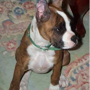 Cayenne 16wks