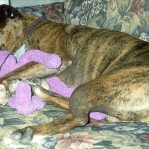 Roxy and her purple stuffie