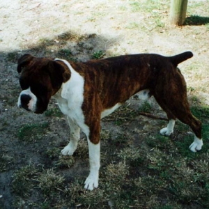 Barney
