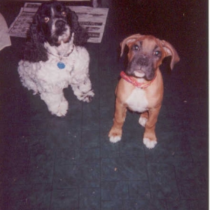 Jake and Bosco