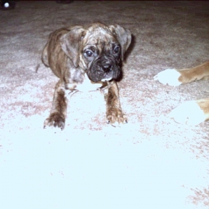 Zeus- new pup