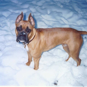 Bosco's first snow