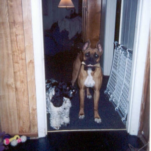 Where's my bone?