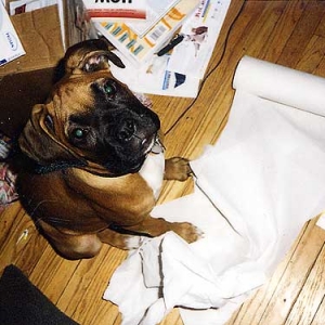 I didn't do it, I swear!