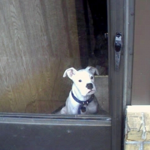 rockie
