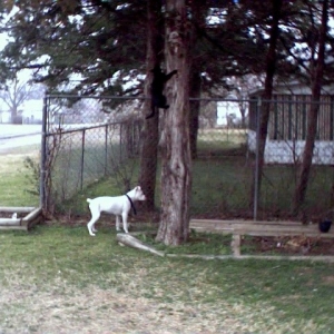 rockie and jinx