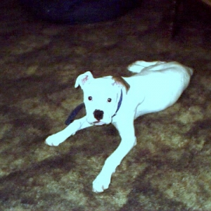 rockie