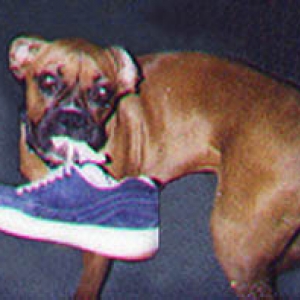 Lusi's Shoe