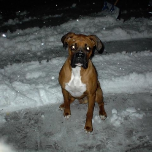 Maxx's 1st Snow
