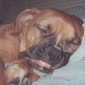 ZZZzzzzzZZZZ! Naptime! *Drool*