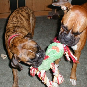 Tug-o-War