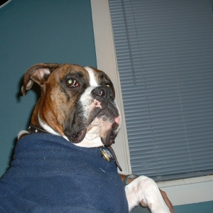 Zeus, thinking he's tough