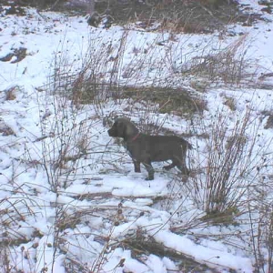 Yathus et Athos dans la neige