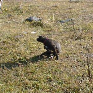 Yathus en promenade