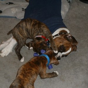 Menage` a toy