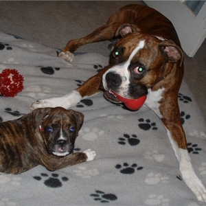 Zeus & his little sis, Zoe