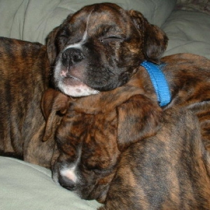 Zoe & Trouble