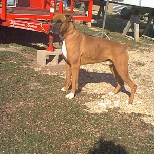 Mack 1
