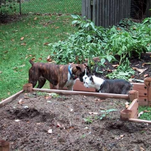 Meeting by the pepper plants