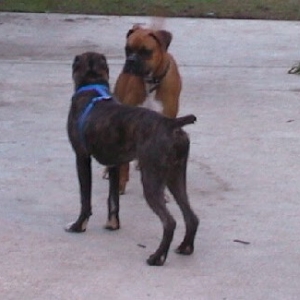 Timmy and Duke together