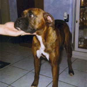 My foster girl "Brandy"