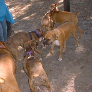 Central Florida Boxer Bash 2002