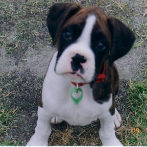 Cutie Pie