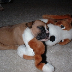 All Tuckered out